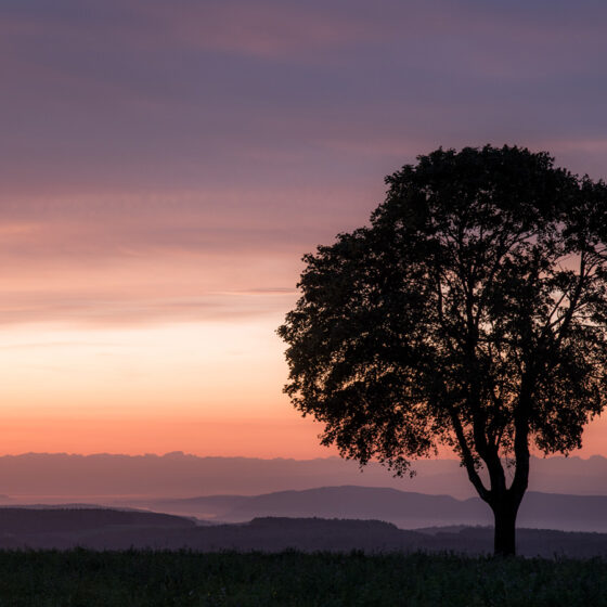 1. Platz - Silhouette - T. Friedlmeier