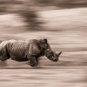 1. Platz - Attacke - M. Just