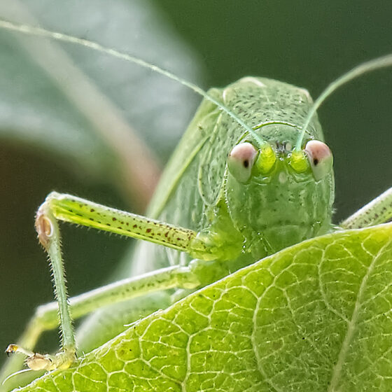 2. Platz - Heuschreckenportrait - B. Laumann