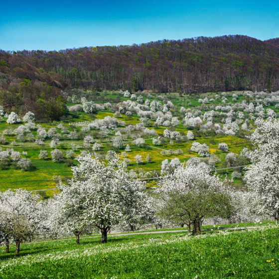 3. Platz - Kirschblüte Neidlinger Tal - K. Seidel