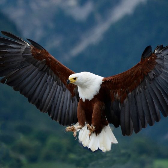 1. Platz - Weißkopfseeadler- G. Hanel