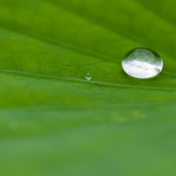 1. Platz - Lotus Meditation - M. Oberhack